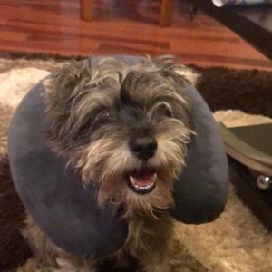 Meet your Posher, George